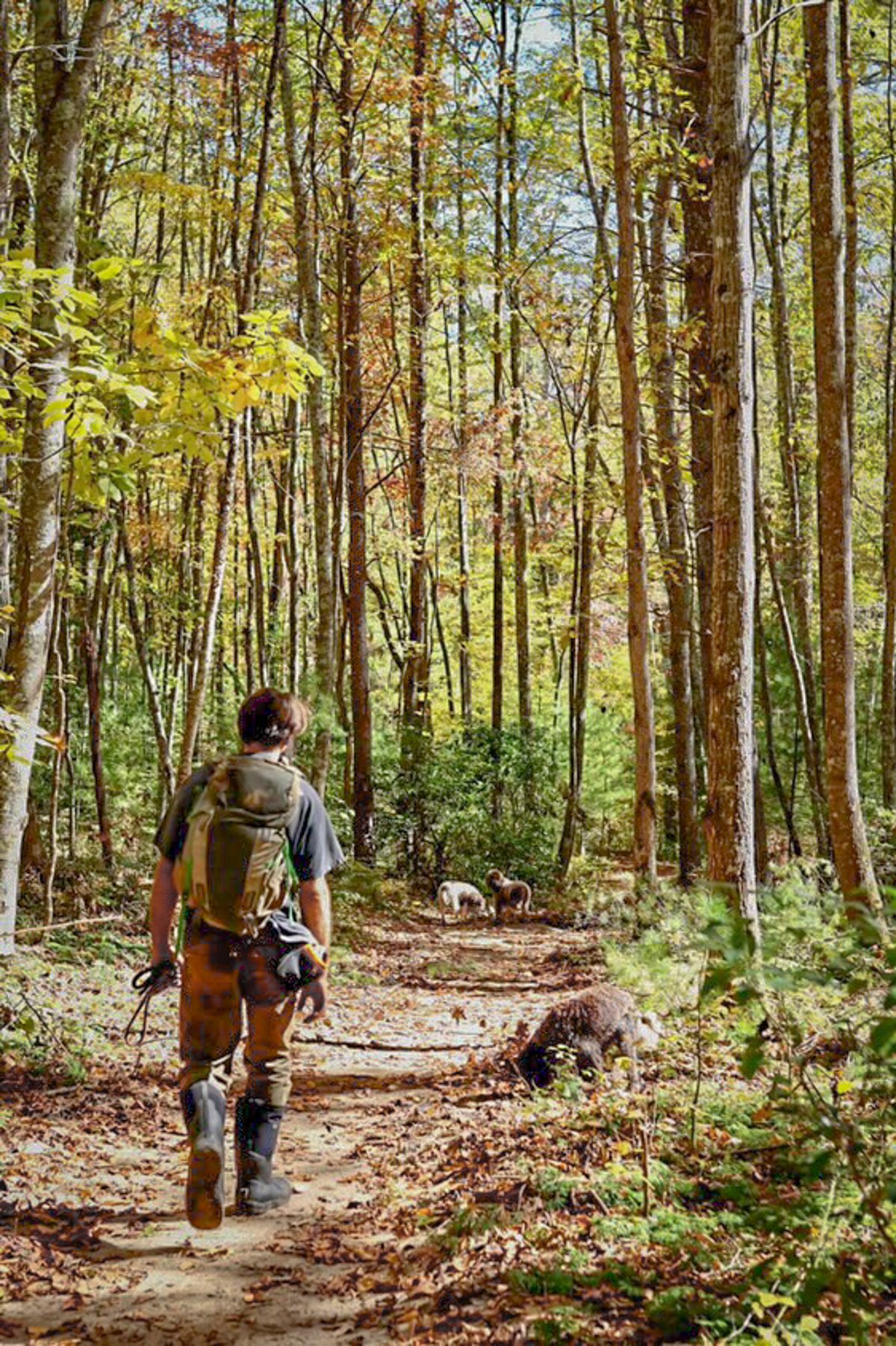 A truffle hunter walking in the woods looking for truffles with Lagotto Romagnolo dogs in West Virginia. 