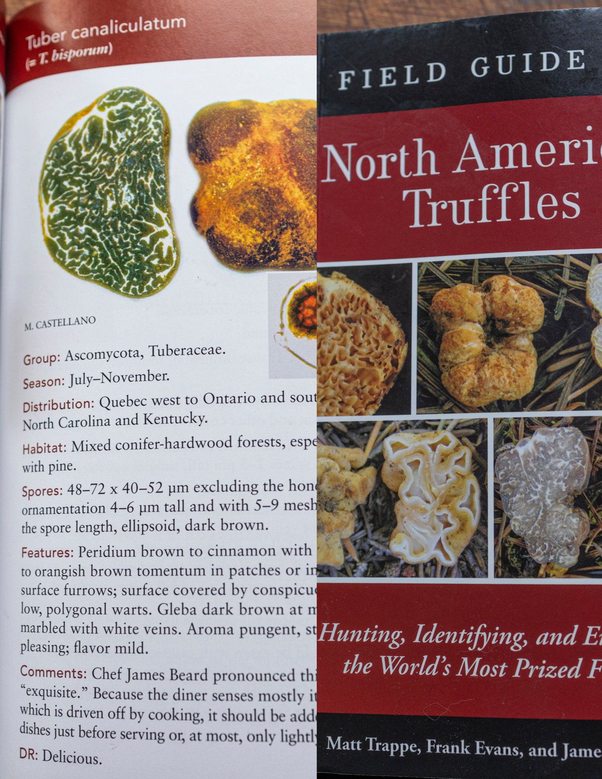 A picture from a truffle field guide showing information 
on Appalachian truffles or Tuber canaliculatum. 