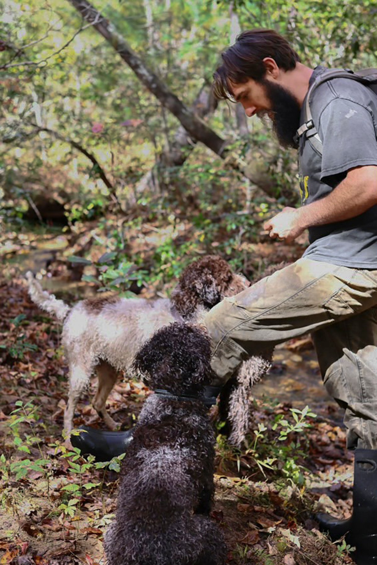 A truffle hunter in the woods hunting truffles with two Lagotto Romagnolo truffle dogs.