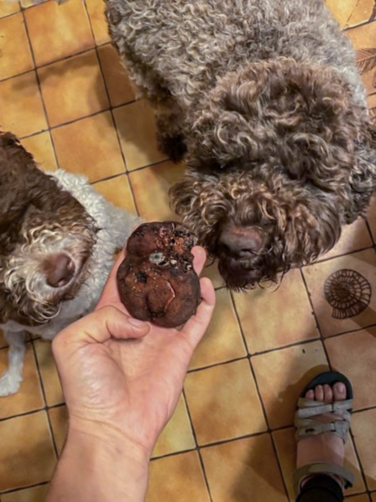 A hand holding an Appalachian truffle (Tuber canaliculatum) while two Lagotto Romagnolo dogs look on in the background. 