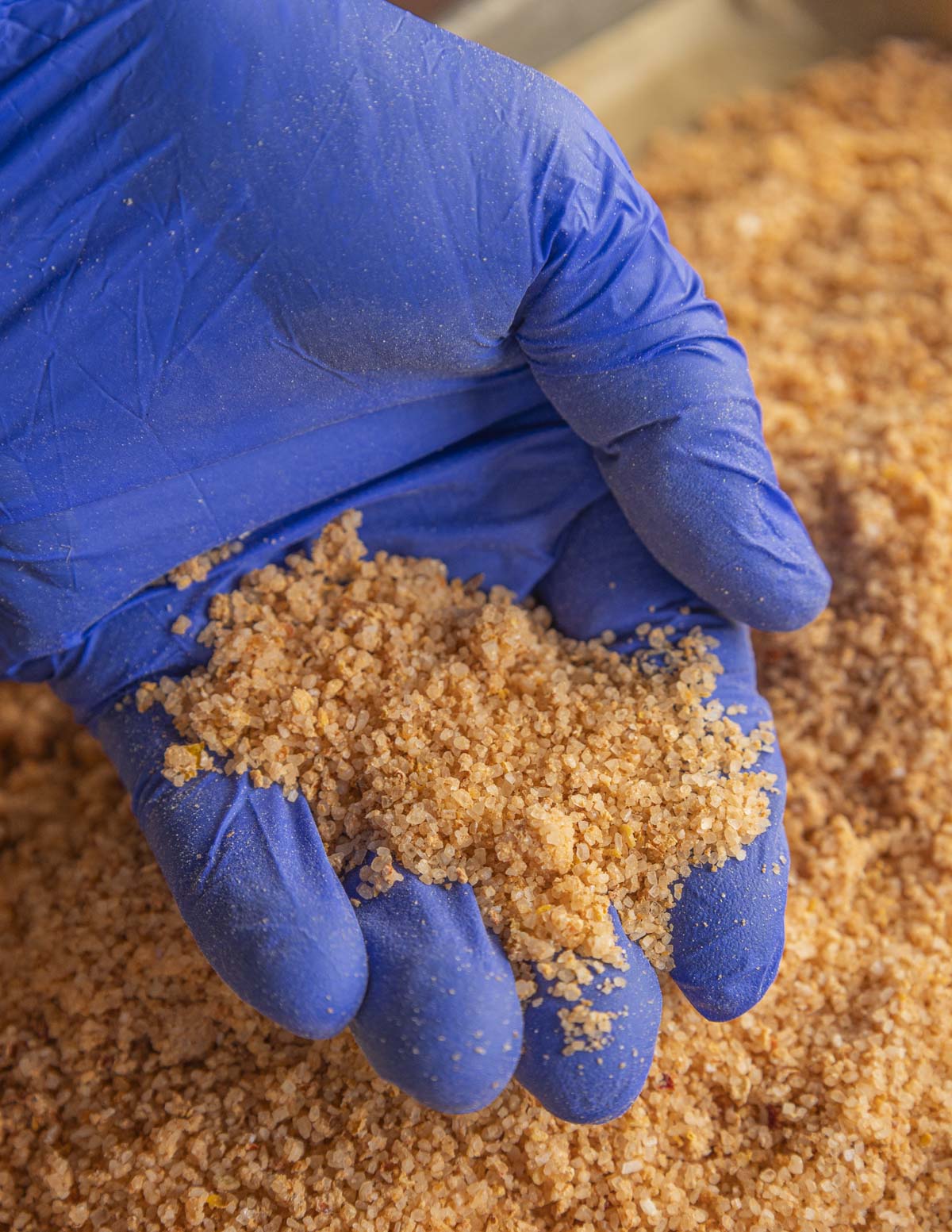 A hand wearing a latex glove holding dried hot chili pepper salt. 