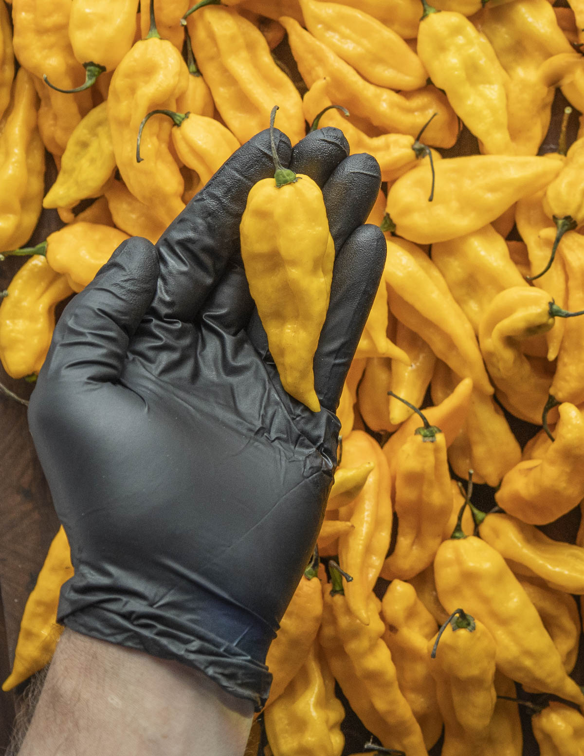 A gloved hand holding a yellow fatalii pepper surrounded by many more hot peppers. 