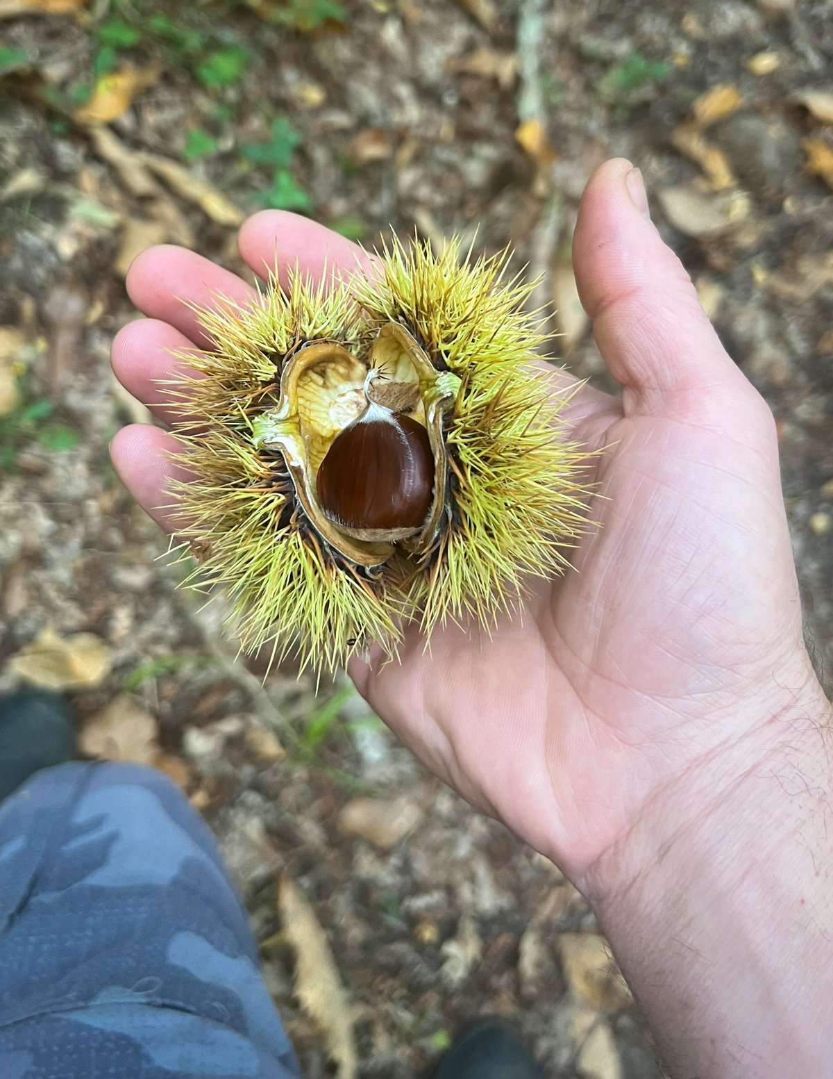 A hand holding a fresh wild Italian chestnut still in it's prickly husk. 