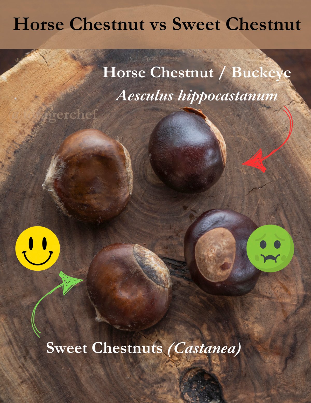 An infographic showing bitter horse chestnuts next to sweet chestnuts for identification.