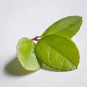 Eastern Teaberry or Wild Wintergreen (Gaultheria procumbens) - Forager