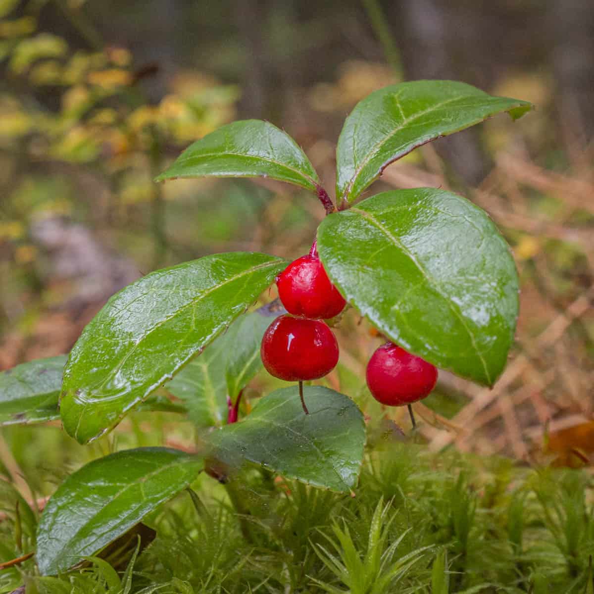 Eastern Teaberry or Wild Wintergreen (Gaultheria procumbens 