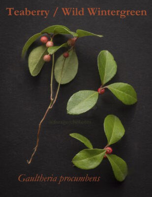 Eastern Teaberry or Wild Wintergreen (Gaultheria procumbens) - Forager ...