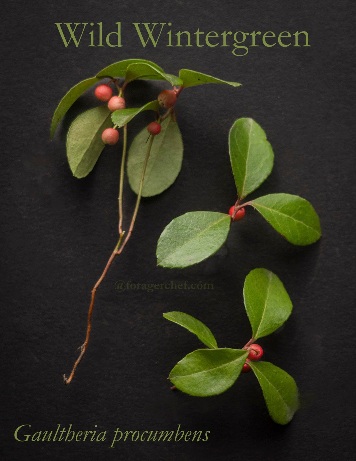 A botanical identification image of Gaultheria procumbens plant or teaberry showing whole plants with attached ripe pink fruit. 