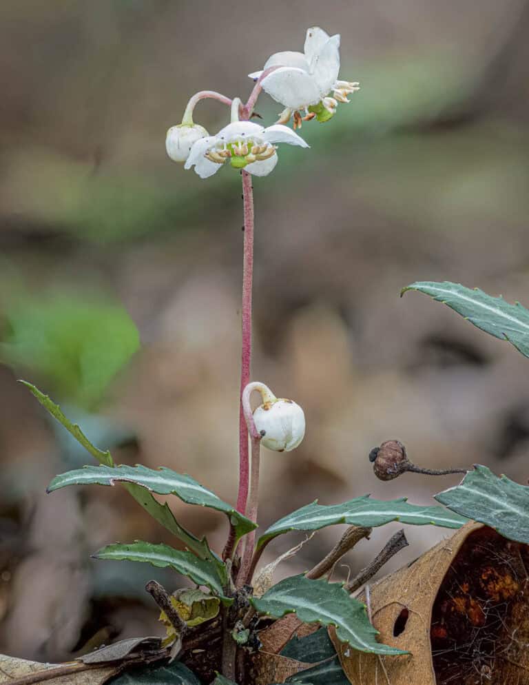 Eastern Teaberry or Wild Wintergreen (Gaultheria procumbens) - Forager ...