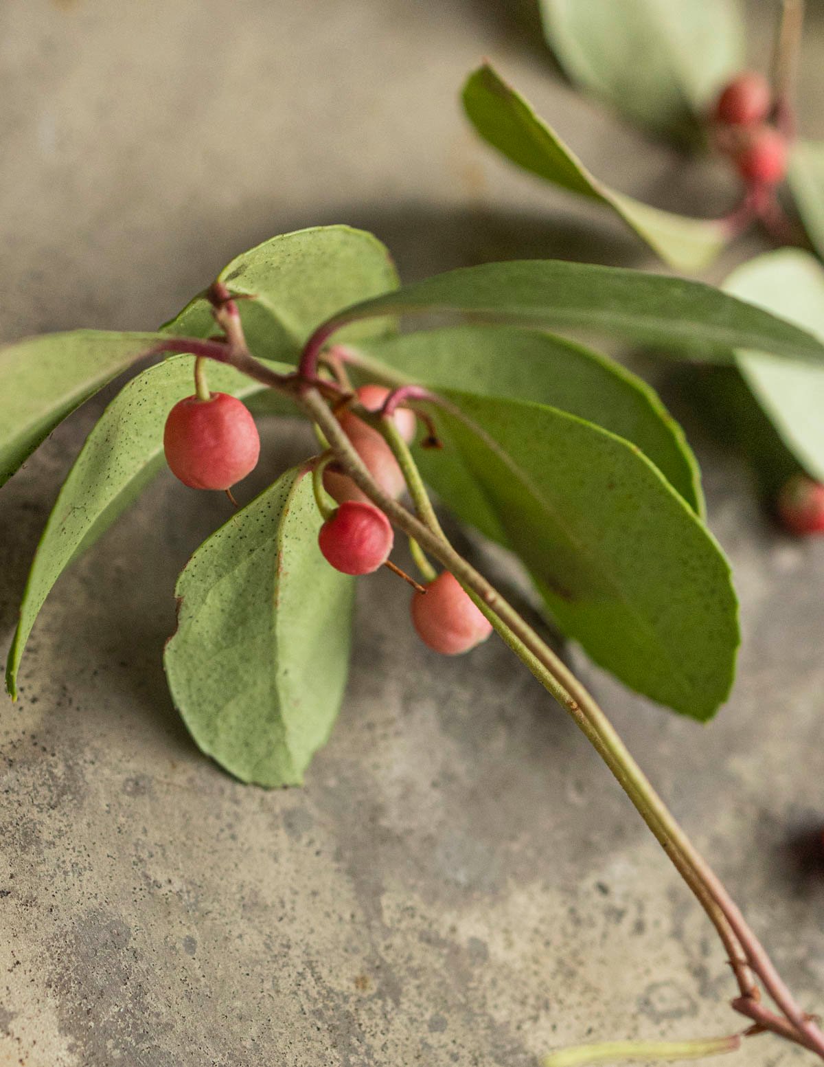 A close up image of tea berry plants showing small ripe pink fruit. 