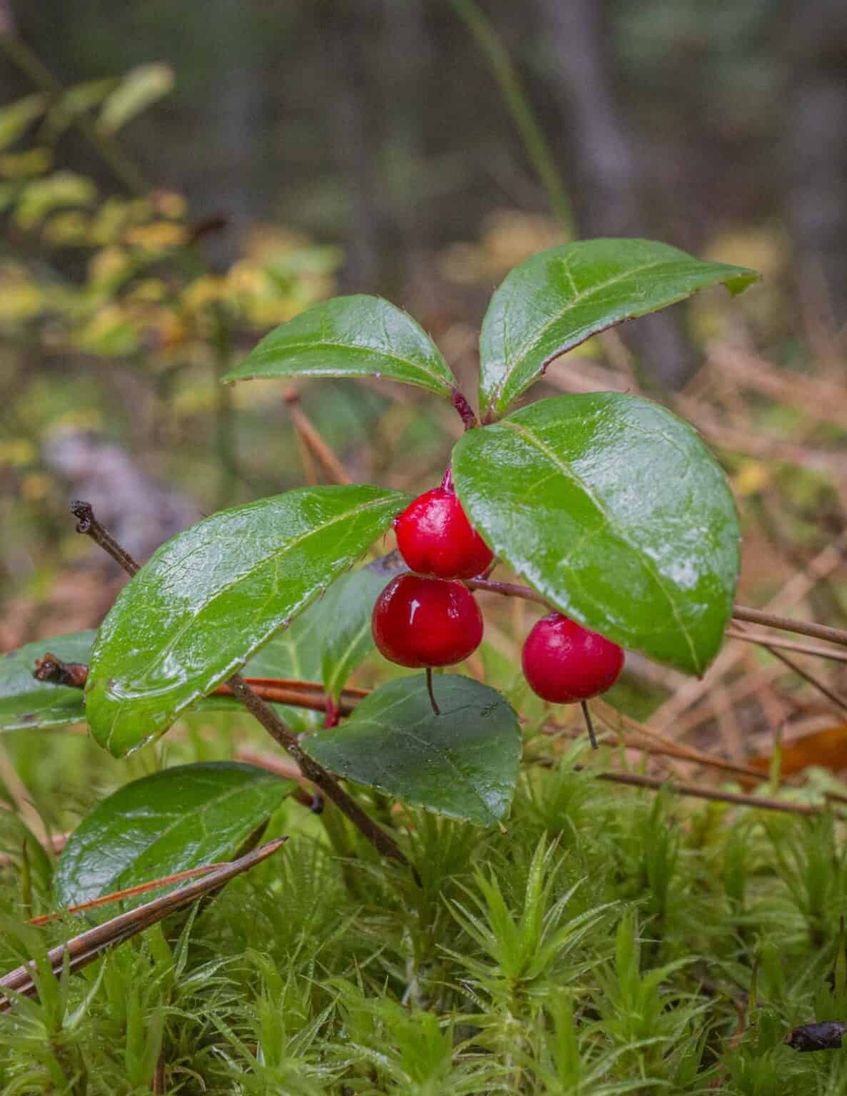 Eastern Teaberry or Wild Wintergreen (Gaultheria procumbens) - Forager ...