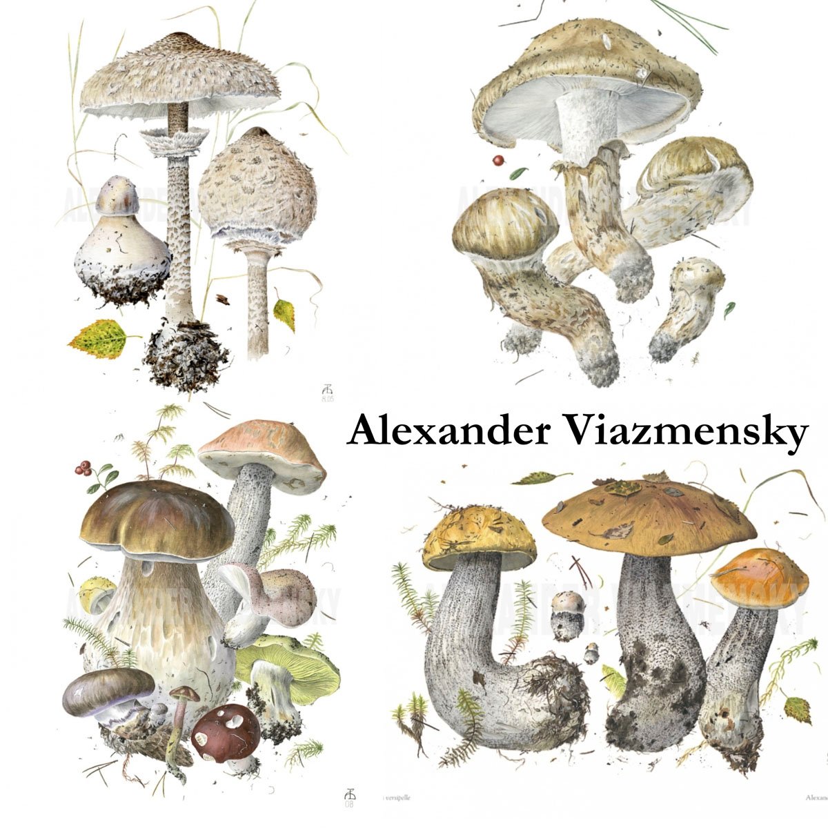 An infographic showing different mushrooms painted by Alexander Viazmensky. a