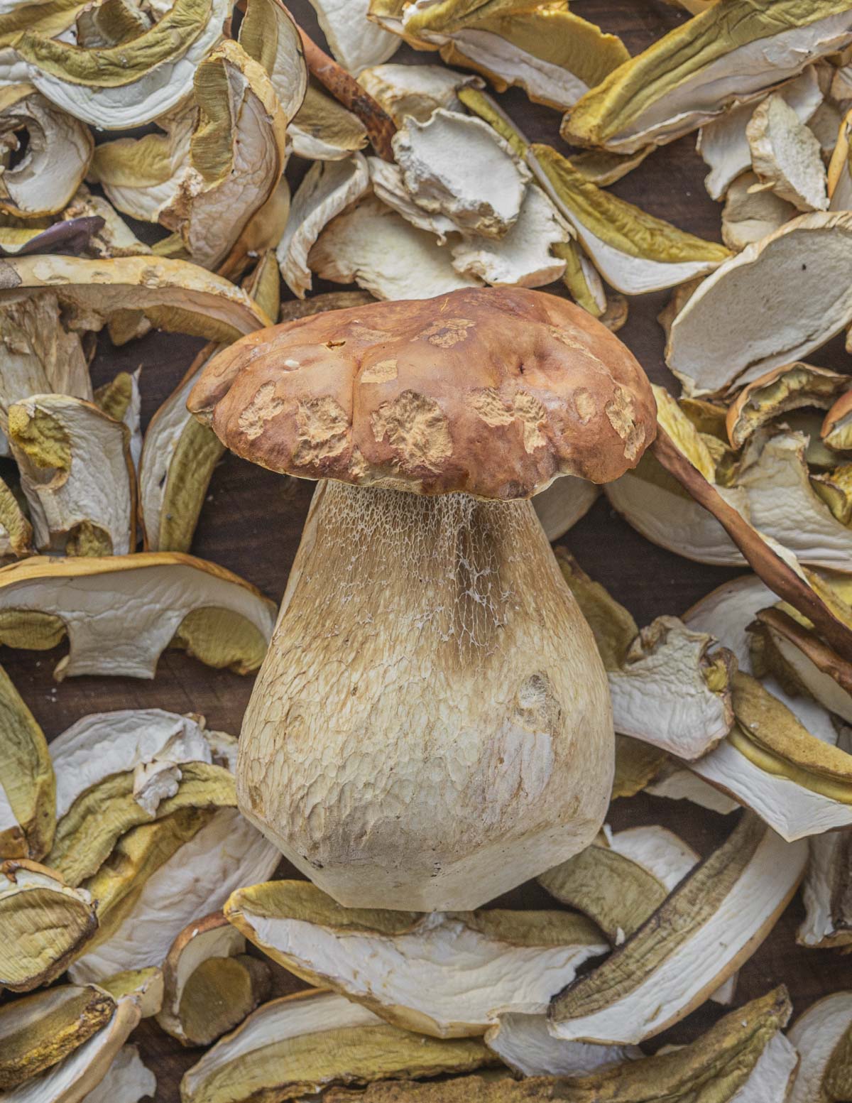 Dried wild porcini mushrooms surrounding a fresh porcini mushroom.