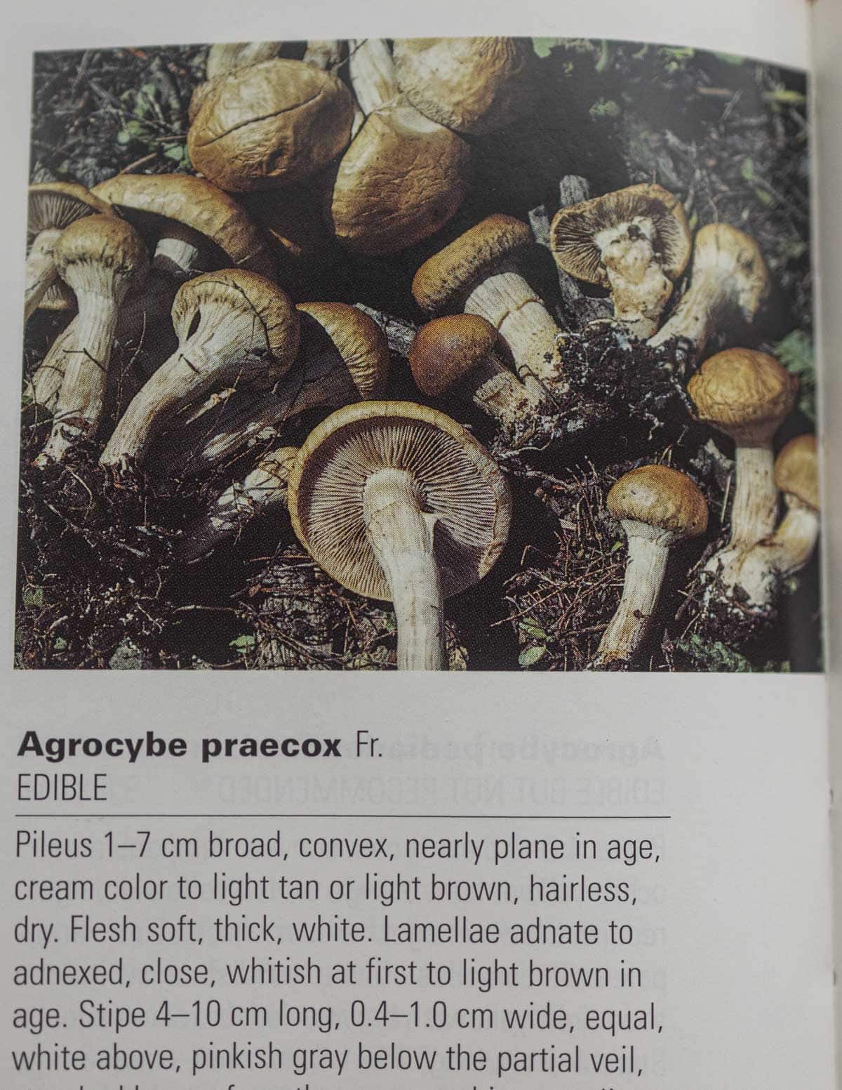 An image of Agrocybe praecox from the Falcon field guide to wild mushrooms. 