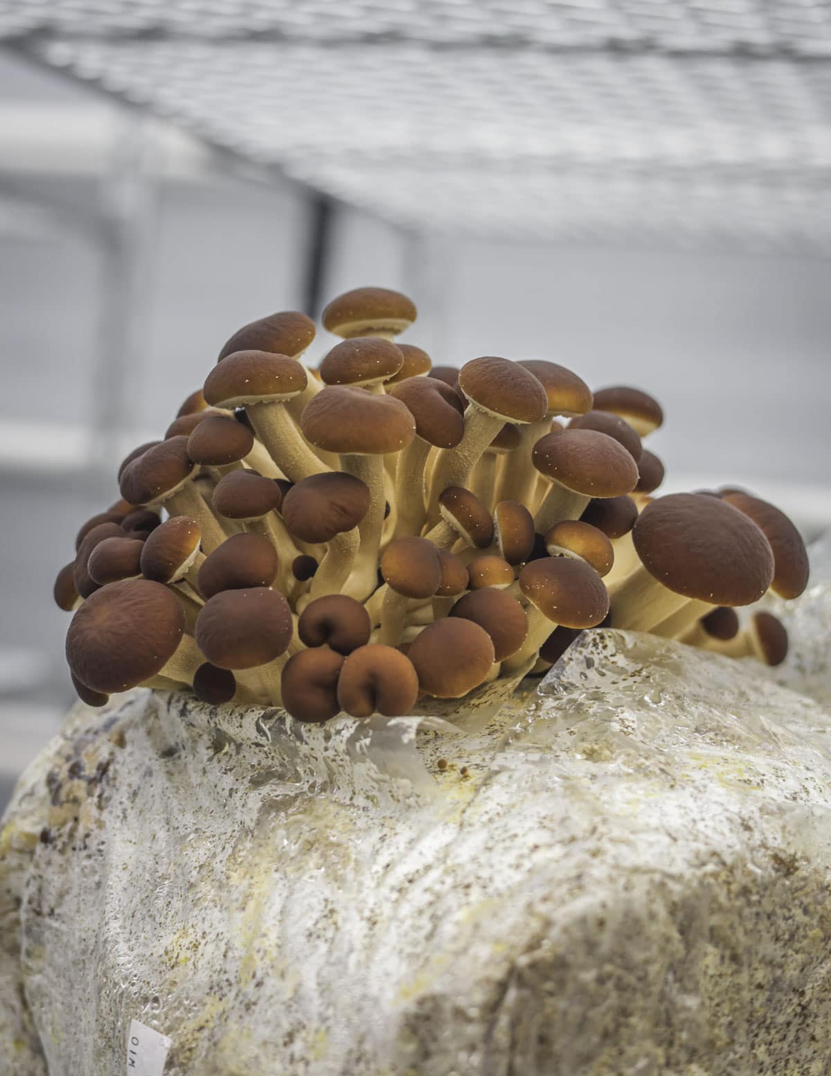 An image of pioppino mushrooms growing on a block of substrate.