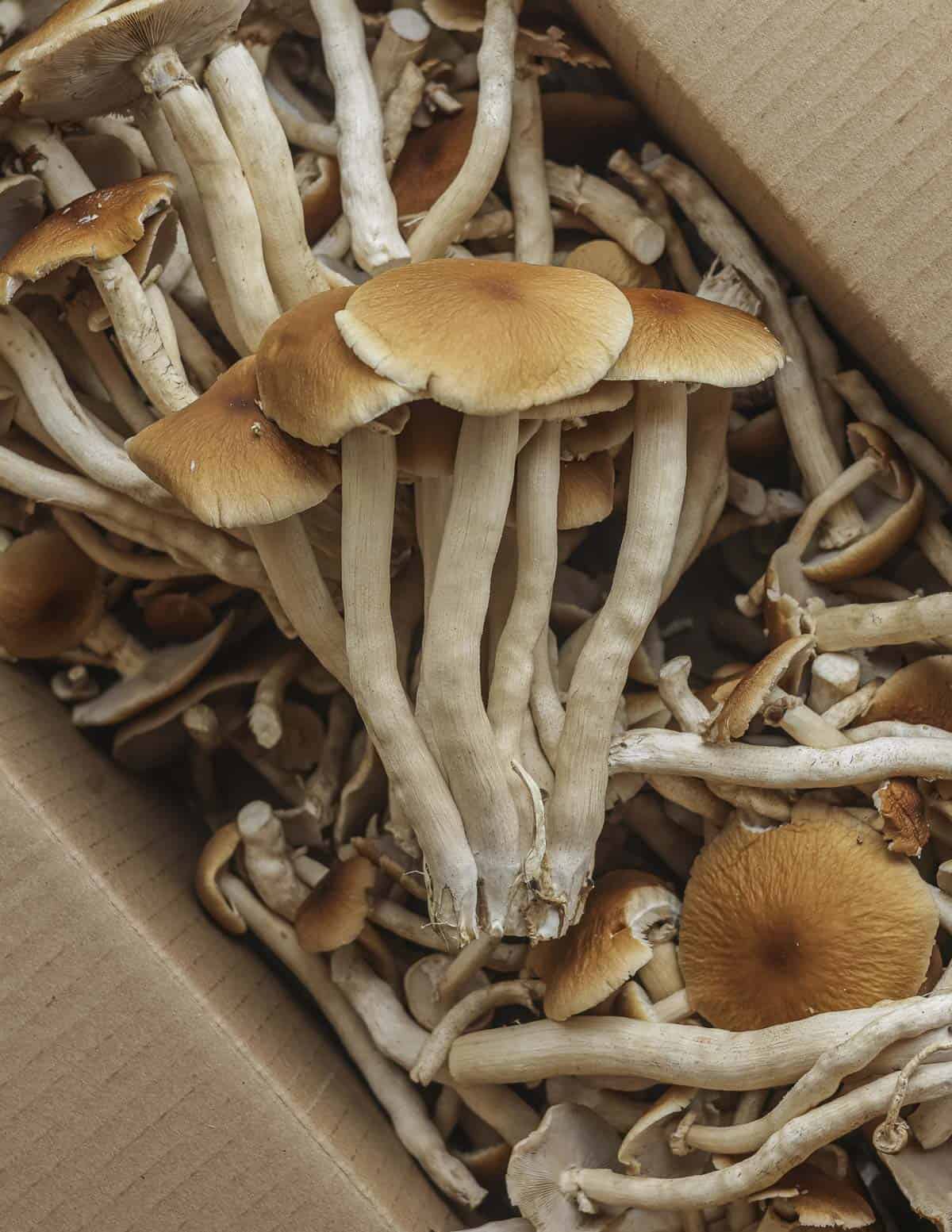 A large box of cultivated pioppinno mushrooms showing light brown caps and long stems. 