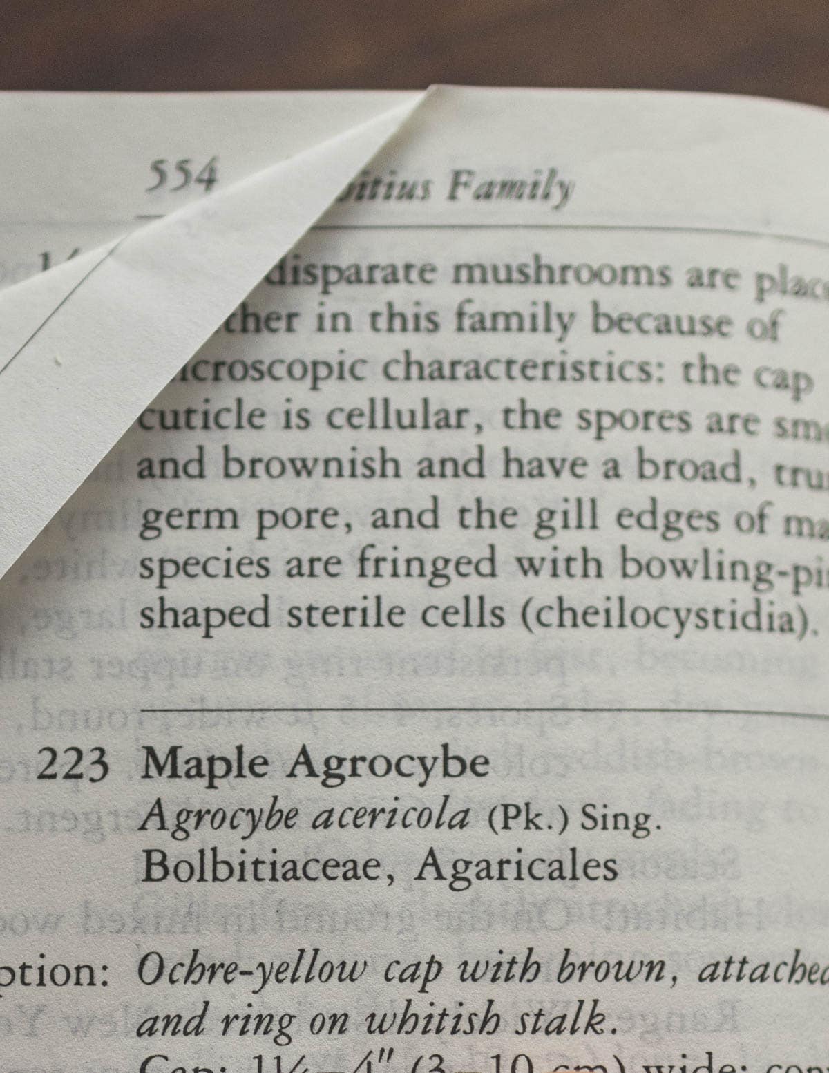 An image showing an entry in a mushroom field guide for Agrocybe aericola. 