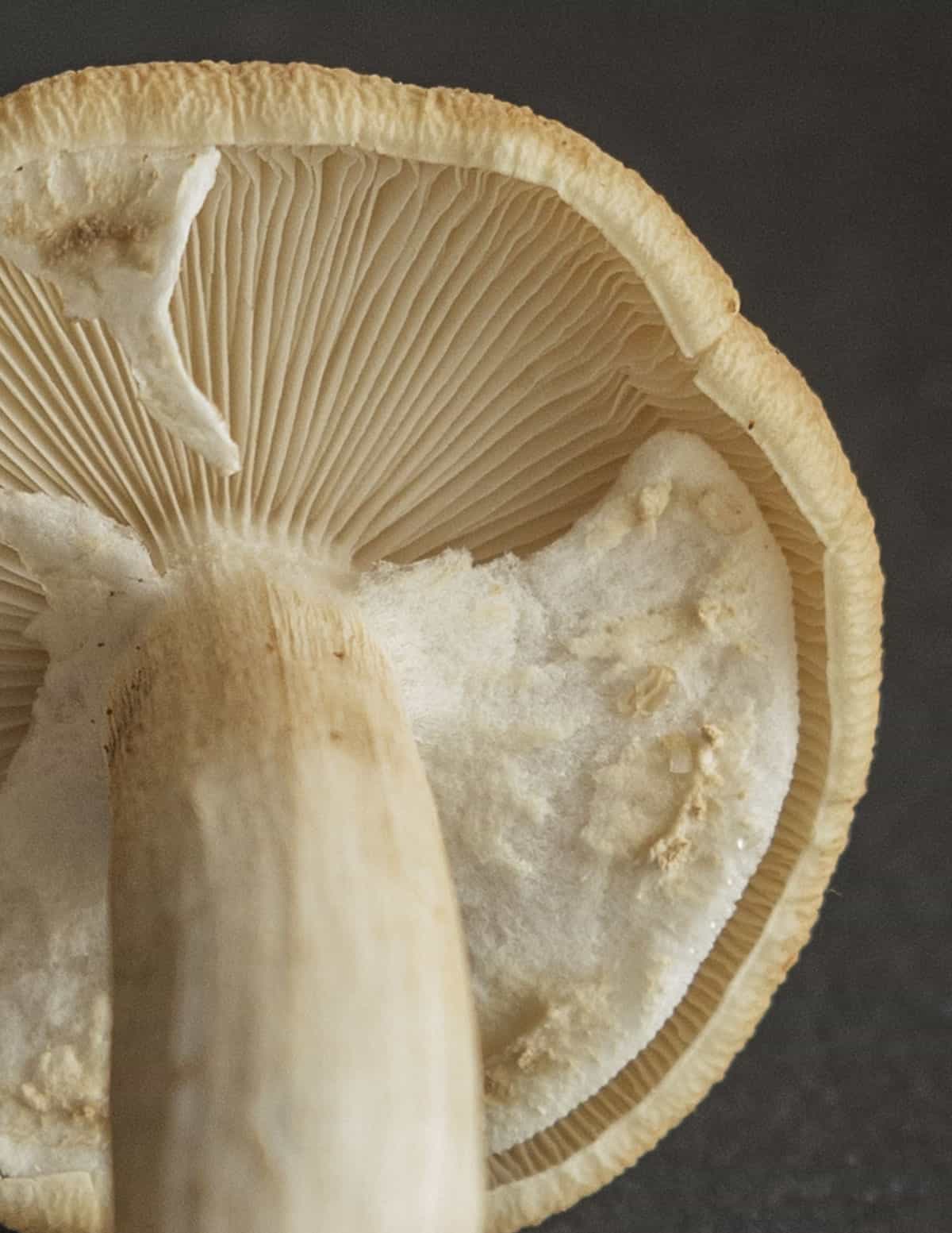 A close up macro image of the veil on a pioppino mushroom cap. 