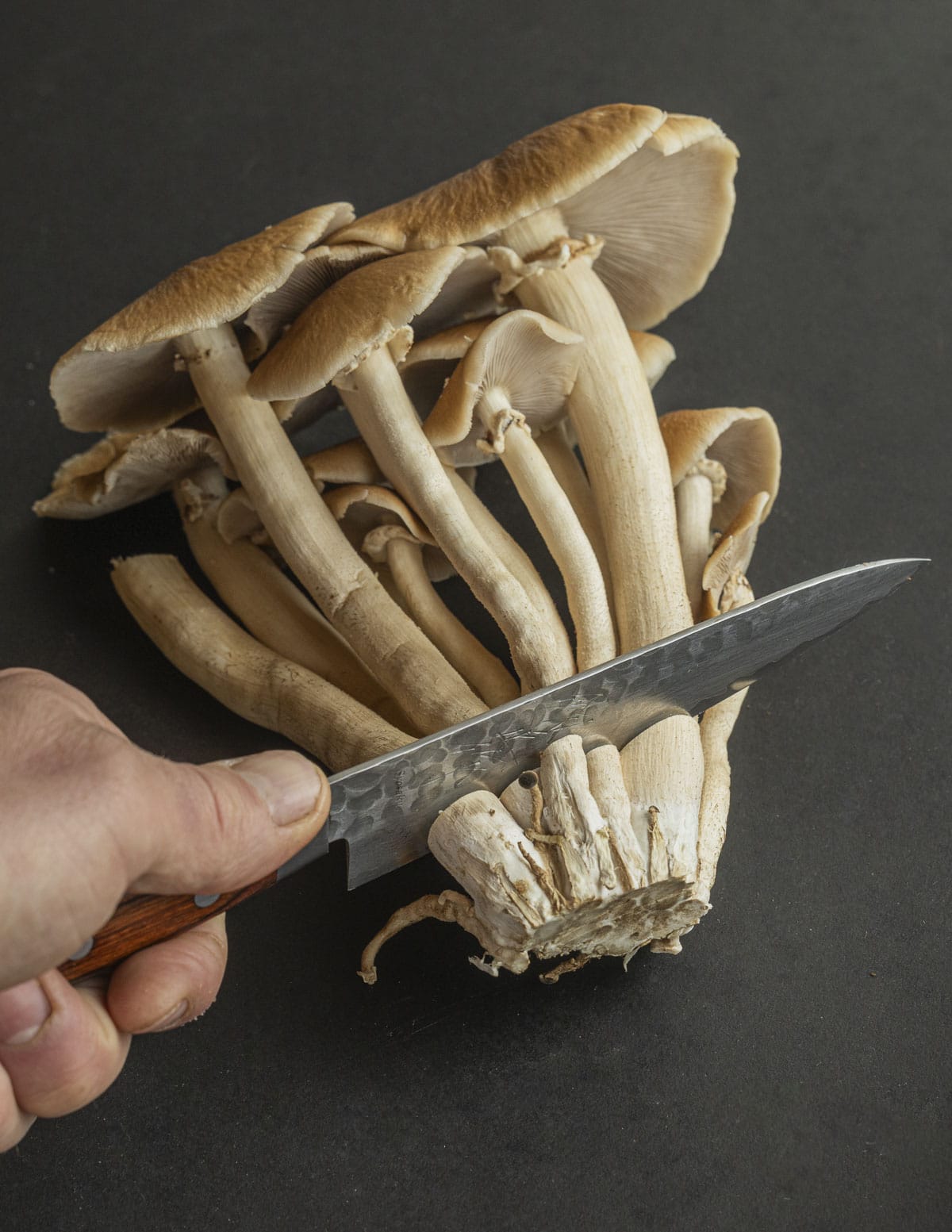 Removing the stem and clinging substrate from a cluster of pioppino mushrooms. 