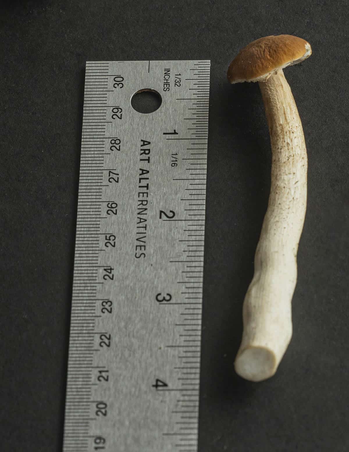 A long pioppino mushroom next to a ruler to show its size. 