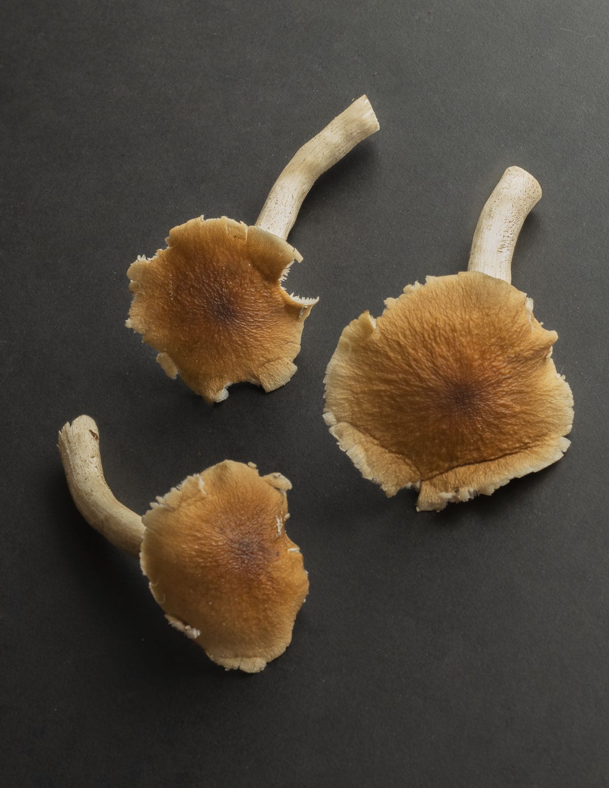 Mature pioppino mushrooms on a black background showing the cap edges being frail and brittle. 