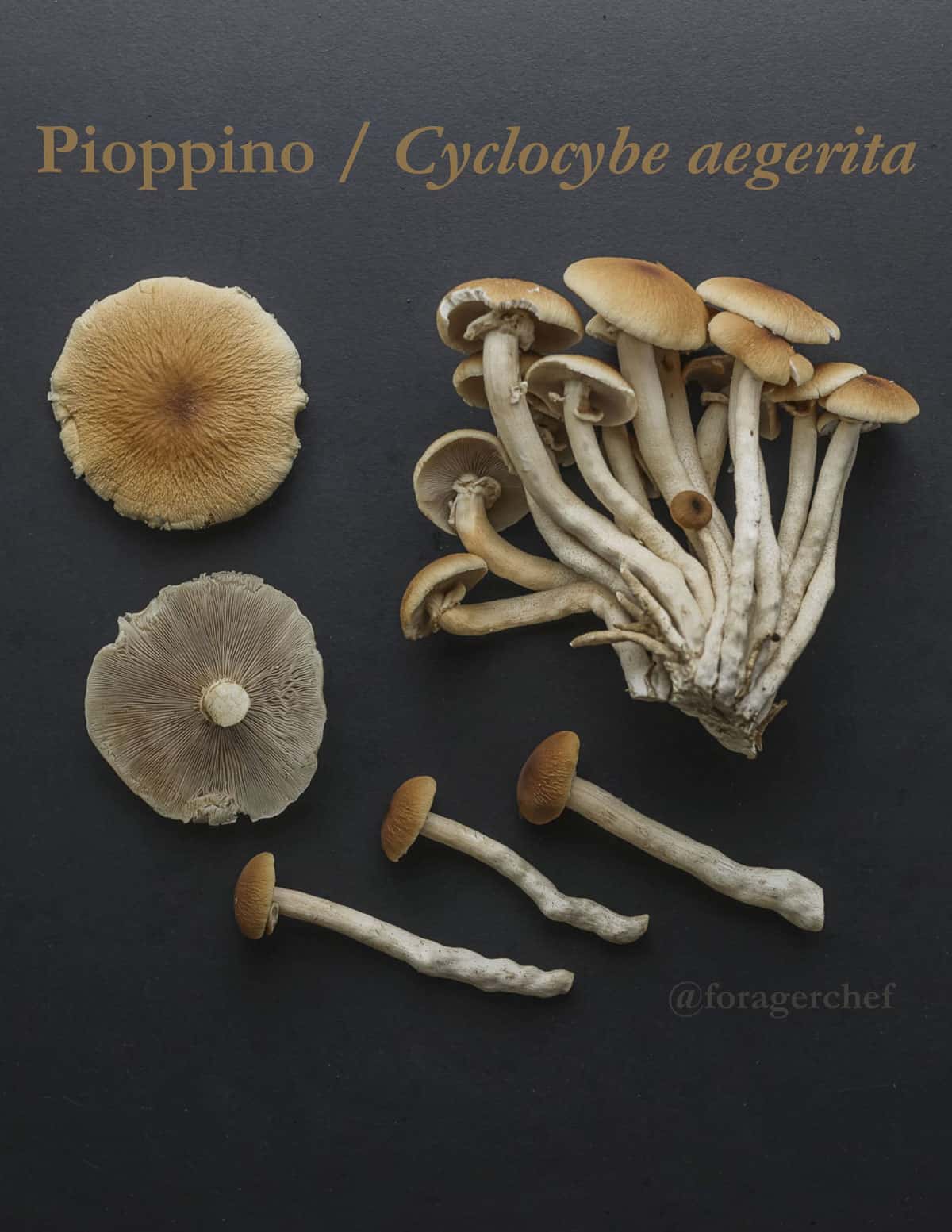 Pioppino mushrooms or Cyclocybe aegerita on a black background like a mushroom botanical picture. 