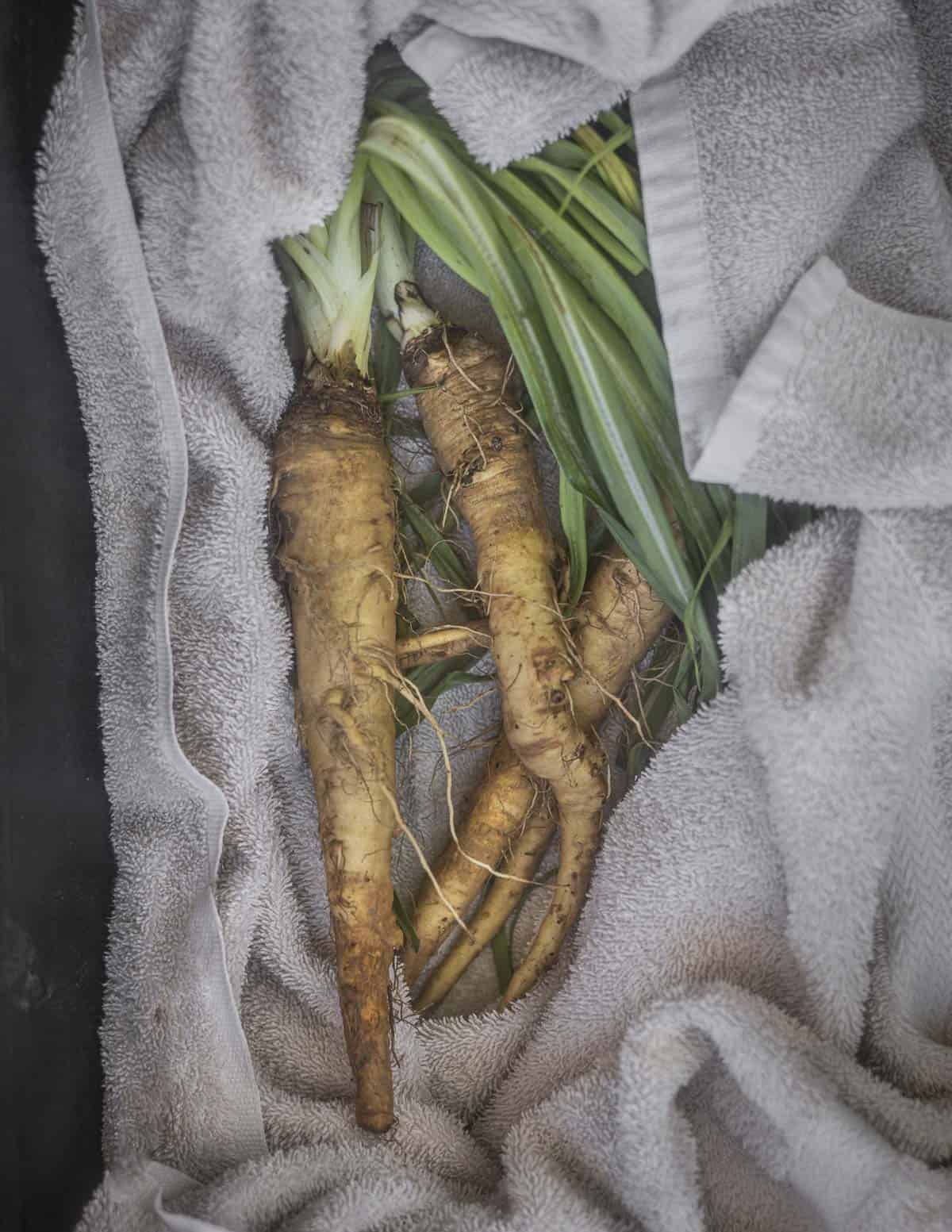 Yellow salsify roots with attached greens wrapped in a towel. 