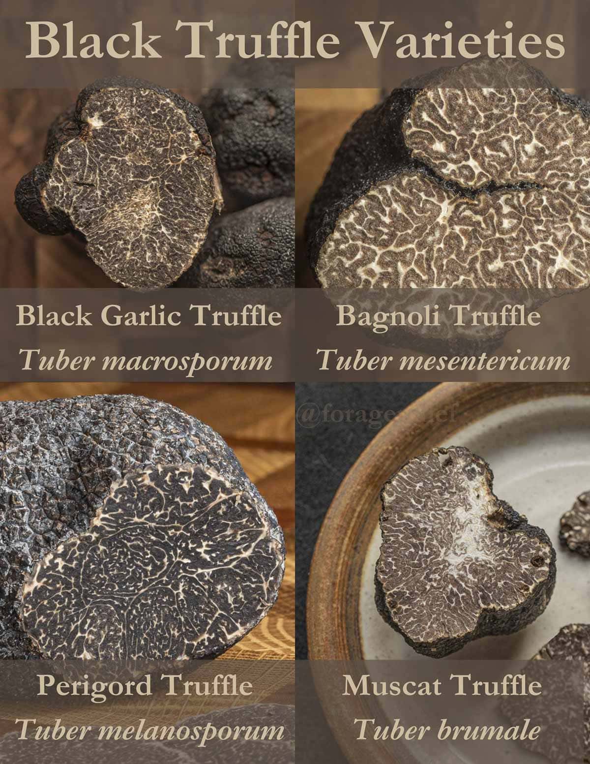 An infographic showing 4 different varieties of black truffles. 