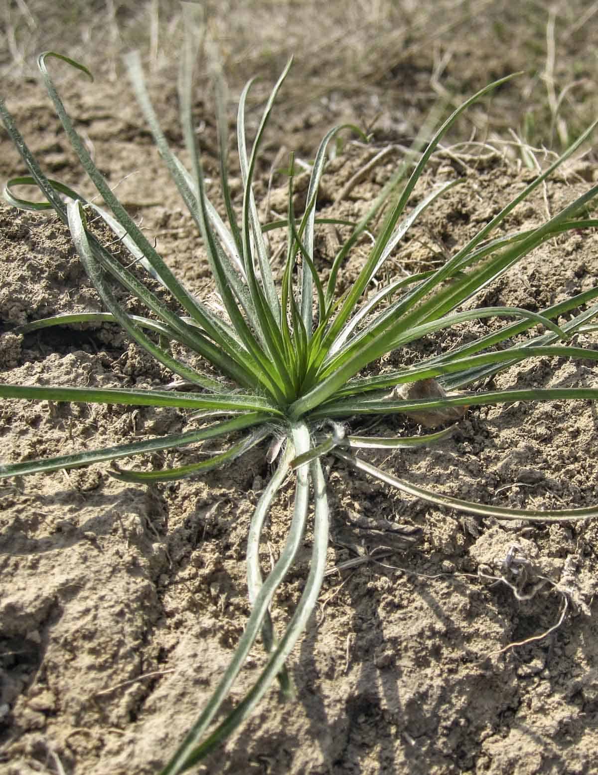 A young yellow salsify root growing outside showing the basal rosette of thin green leaves. 