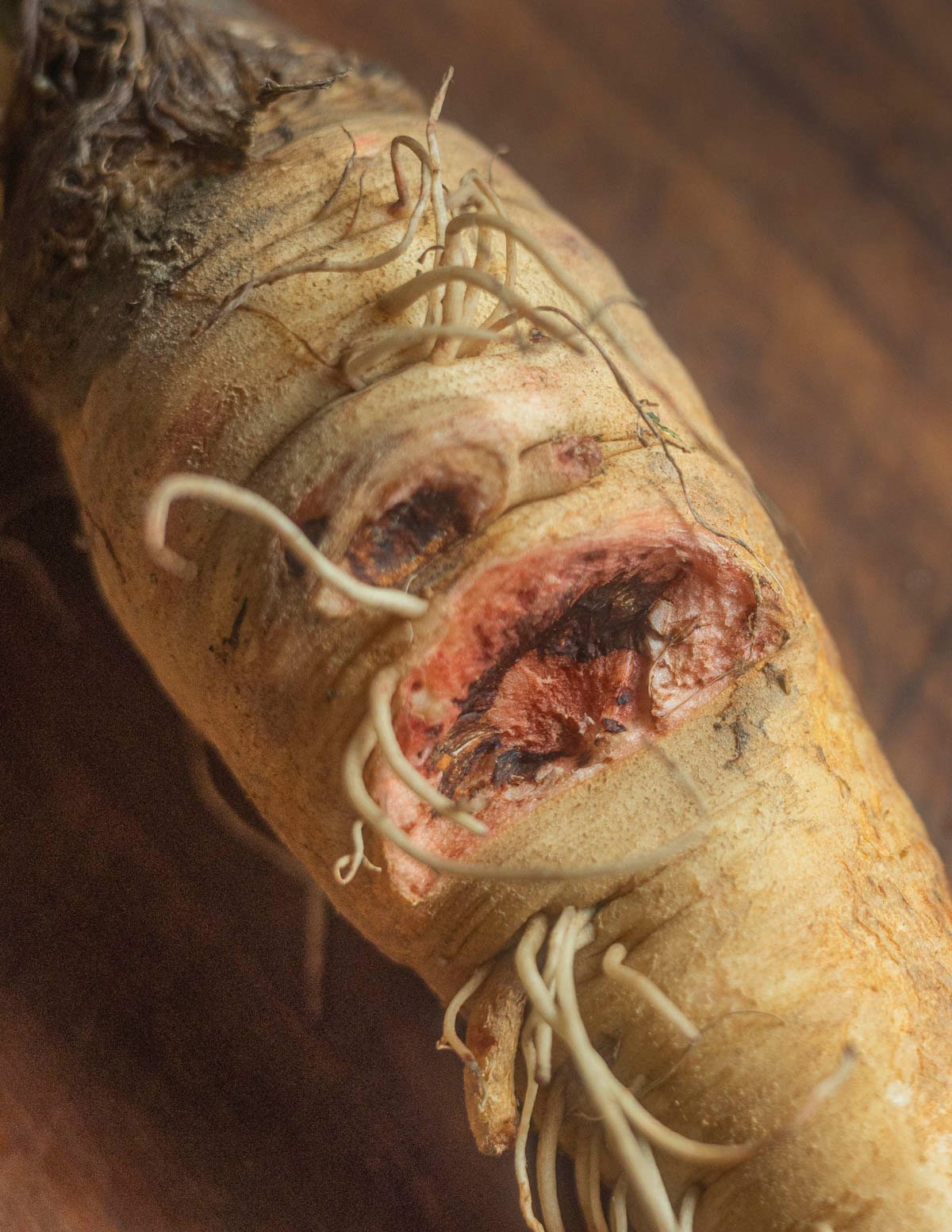 A yellow salsify root showing red discoloration from being cut. 