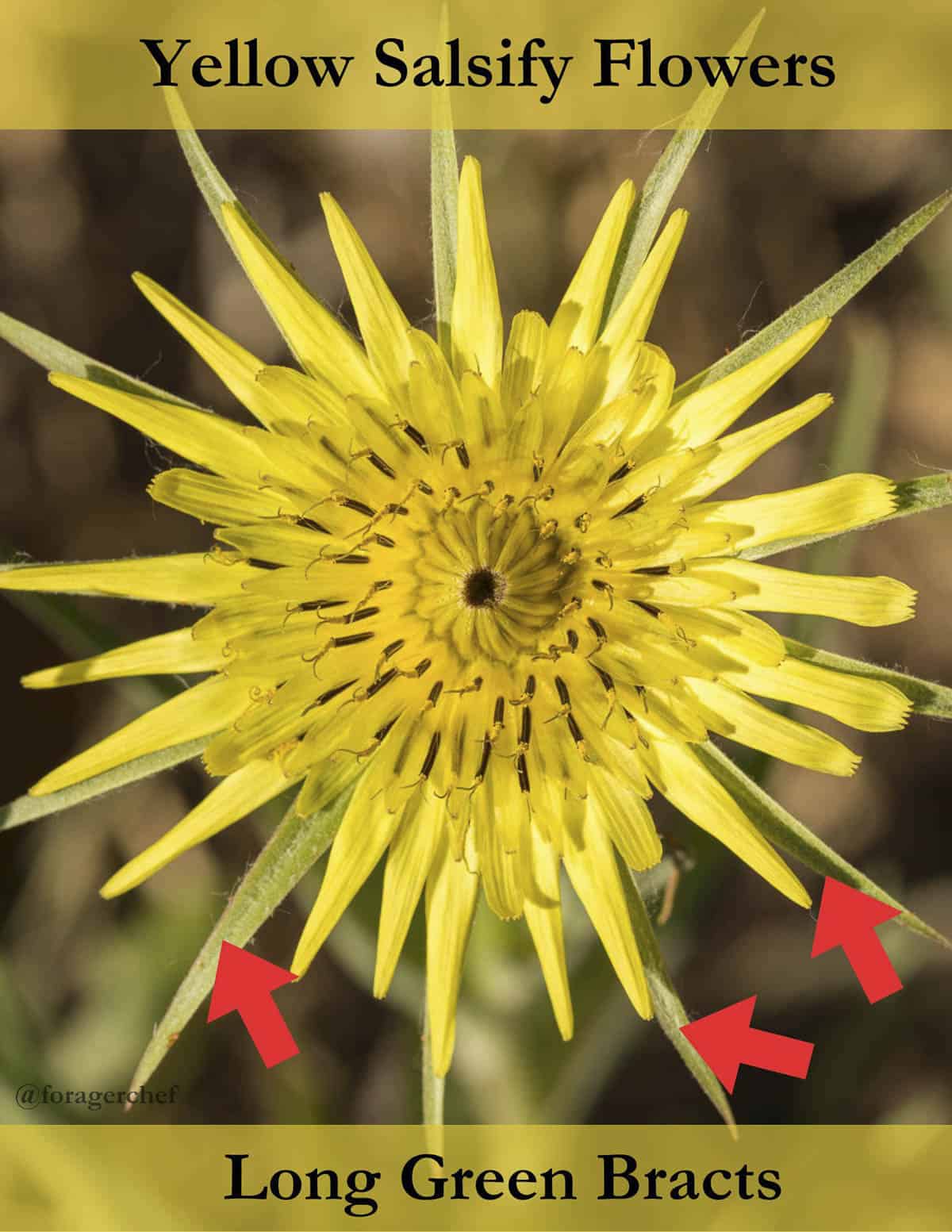 Yellow Salsify flower (Tragopodon dubius) infographic showing the long green bracts. 