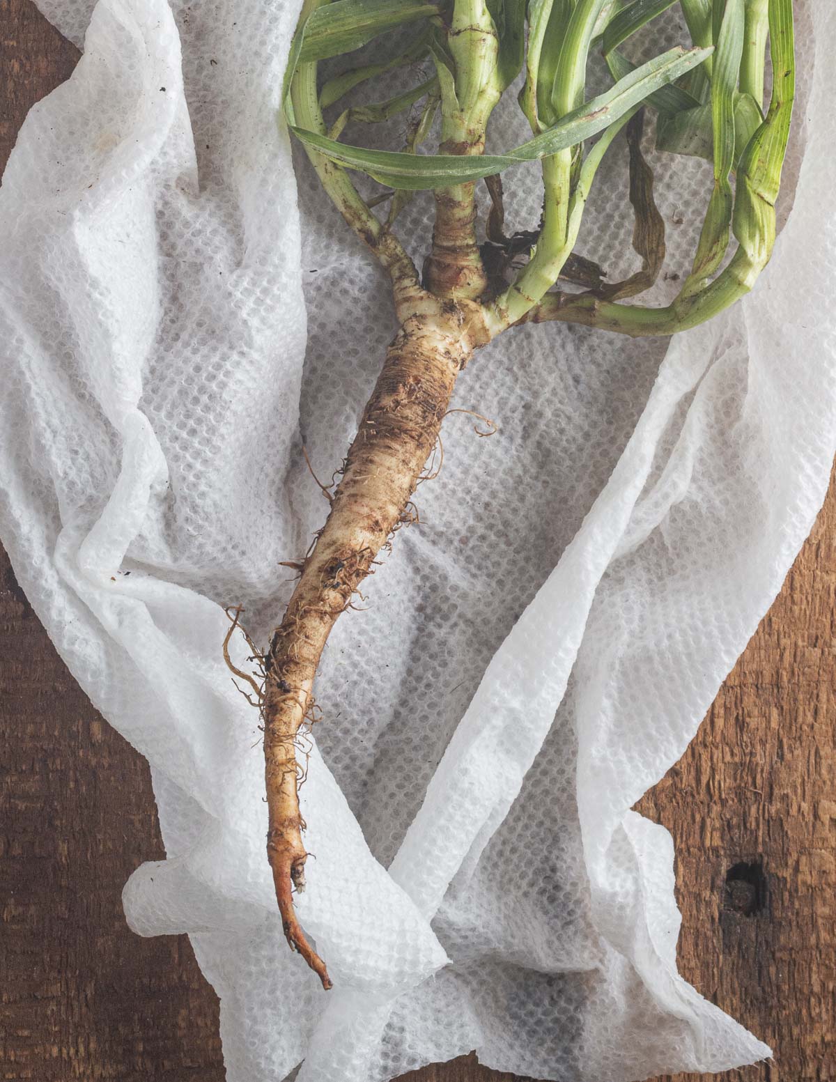 Wild yellow salsify root with attached greens on a paper towel. 