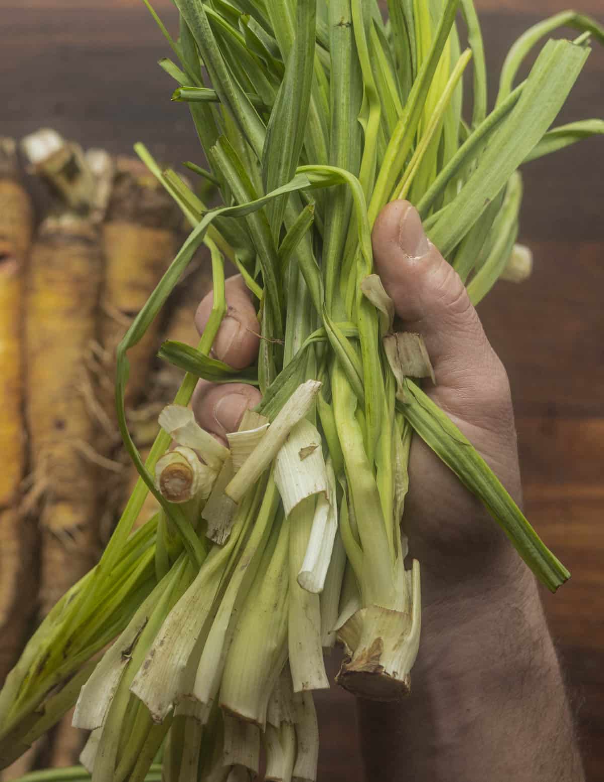 A hand holding a bunch of green salsify crowns or tops. 