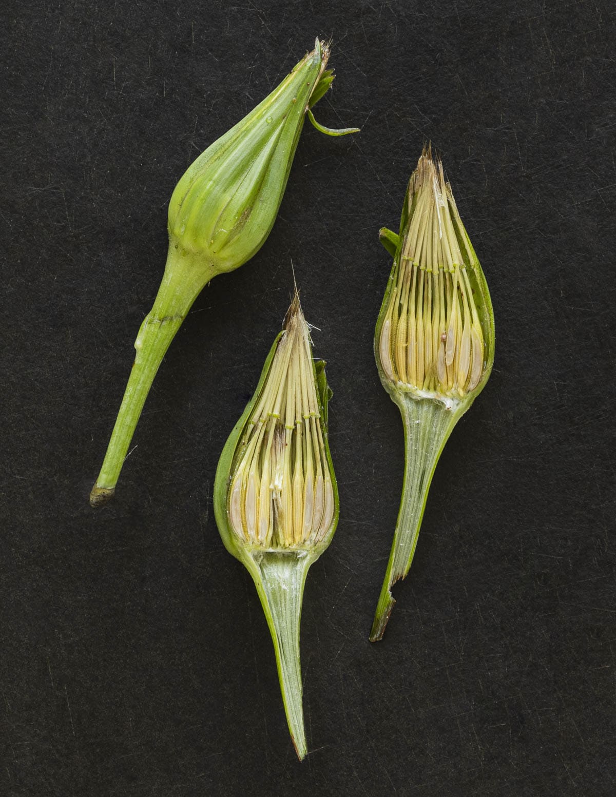 Unopened yellow salsify seed heads cut in half showing developing seeds meaning the buds are too tough to cook. 