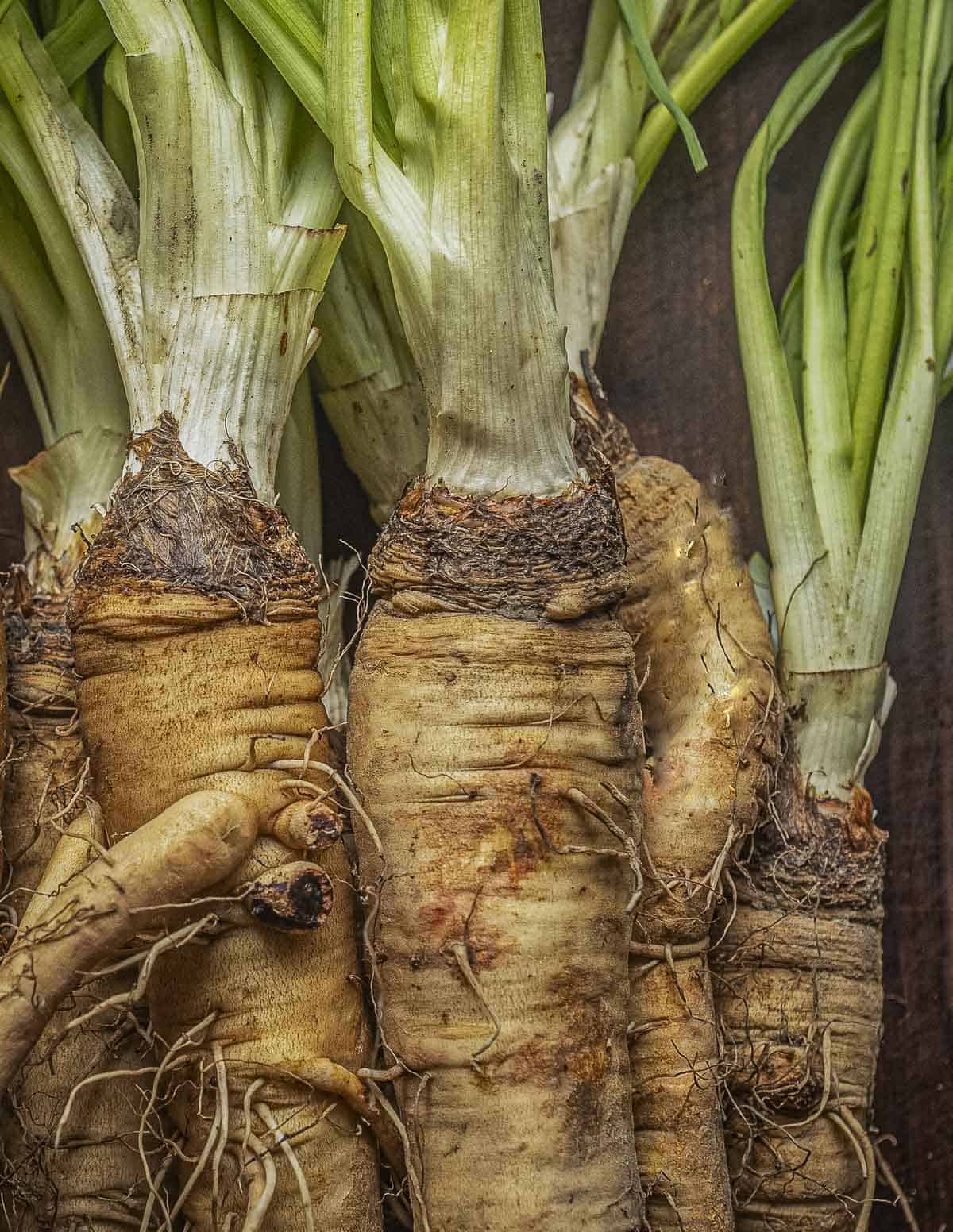 Western salsify roots showing the attached green crowns and leaves. (T. dubius).