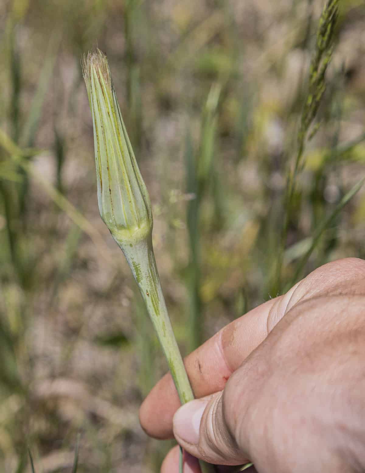 A hand holding an unopened yellow salsify seed head. 