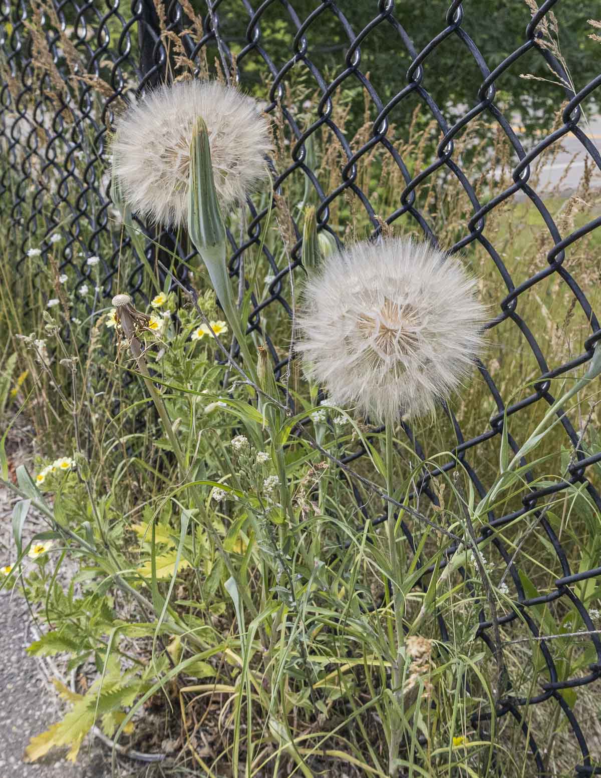 Salsify weeds or goatsbread plants showing seed heads growing along a fence. 