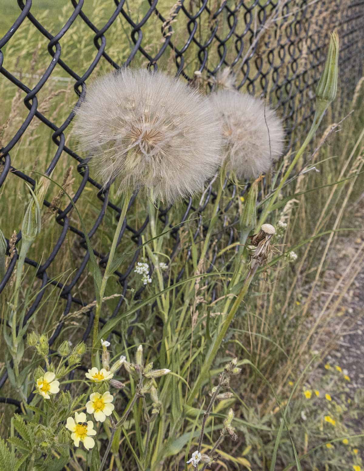 yellow salsify or goat beard plants growing next to a fence showing seed heads. 