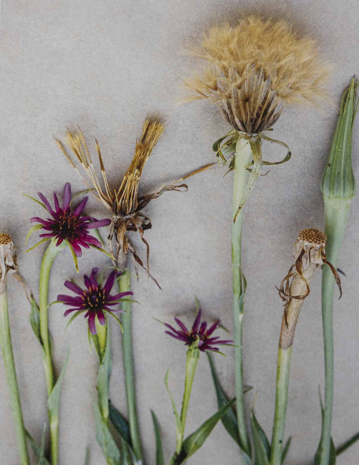 A picture from a cook book showing the seeds and flowers of Tragopodon pratensis. 