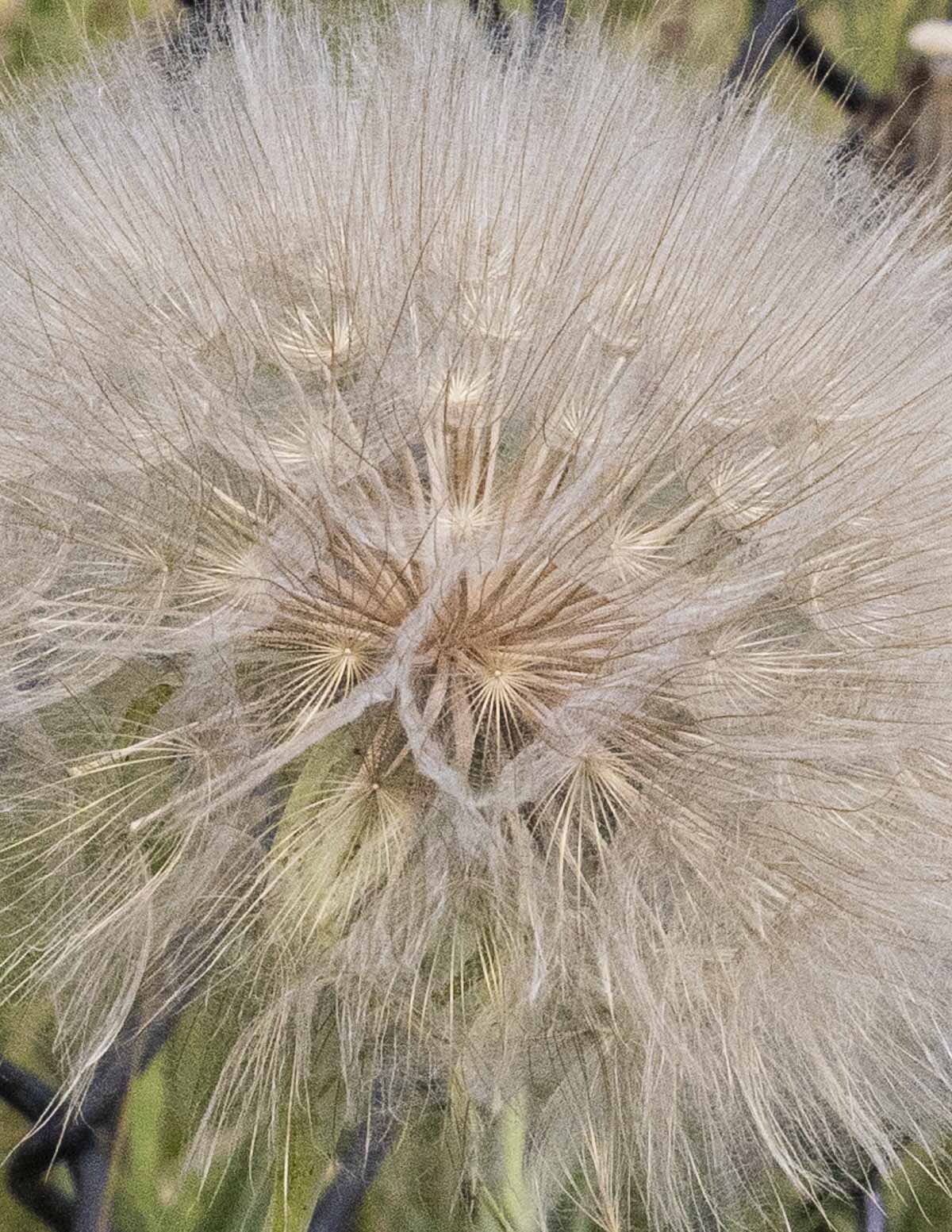 Salsify seed head close up showing the parachutes on the seeds. 