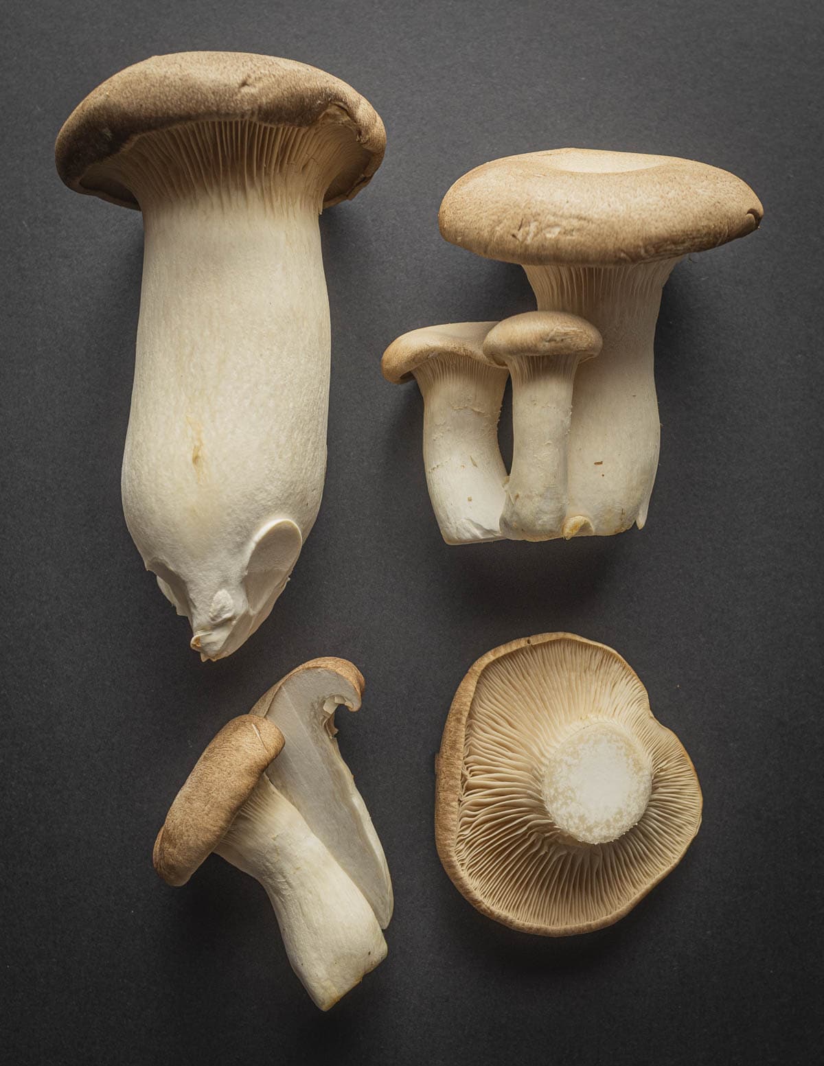 King Trumpet Mushroom / King Oyster (Pleurotus eryngii)