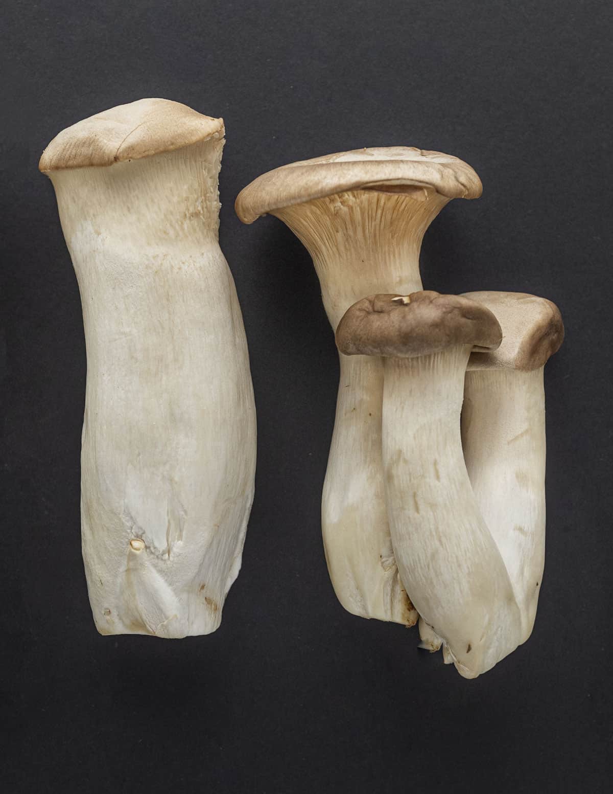 Two different types of king oyster mushroom (Pleurotus eryngii) on a black background. 