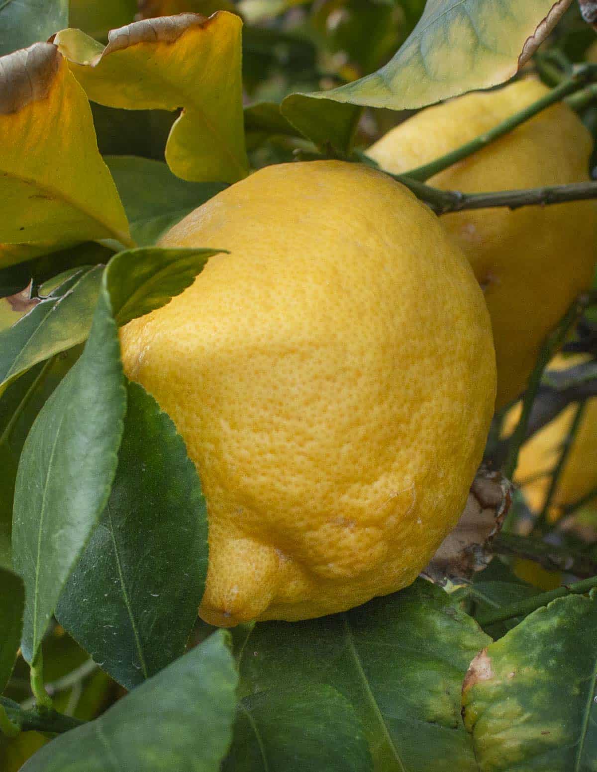 A large lemon on a tree surrounded by lemon leaves. 