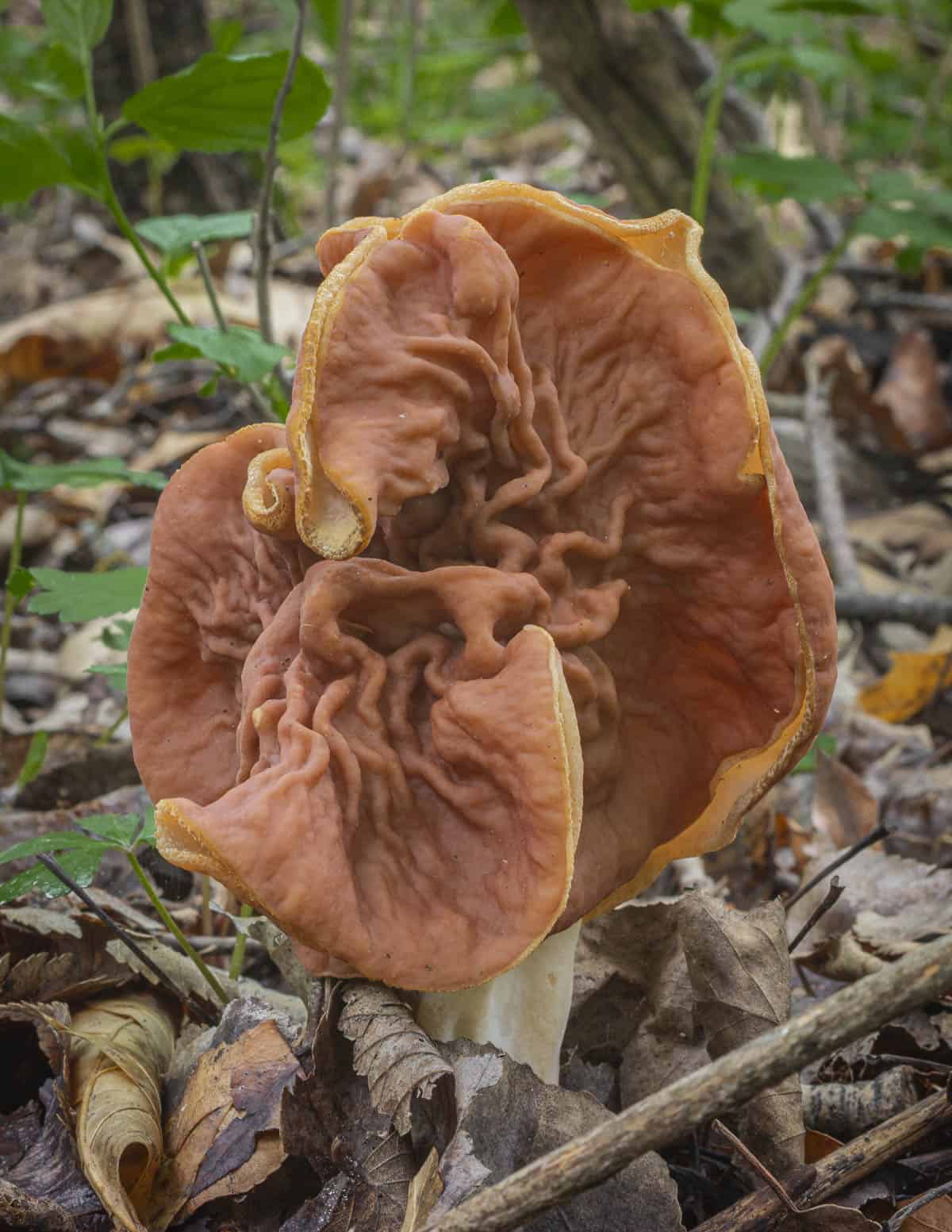 A close up of Gyromitra brunnea or elephant ear mushrooms showing a very wrinkled cap. 