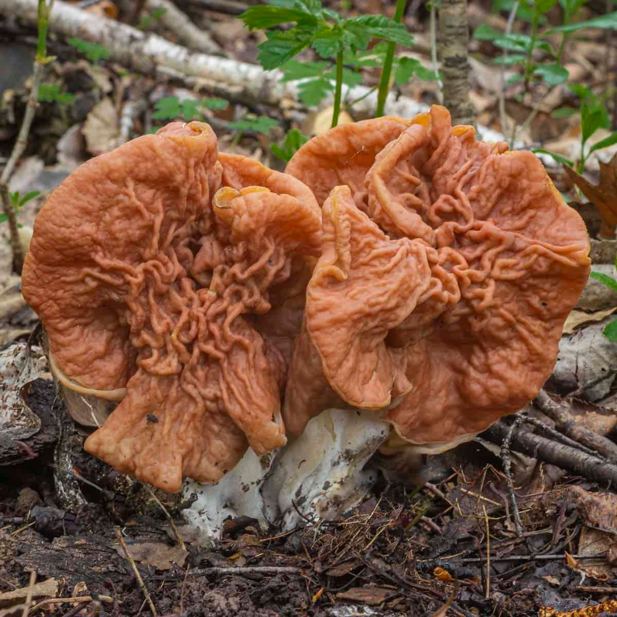 A close up image of two Gyromitra brunnea or elephant ear mushrooms growing side by side. 