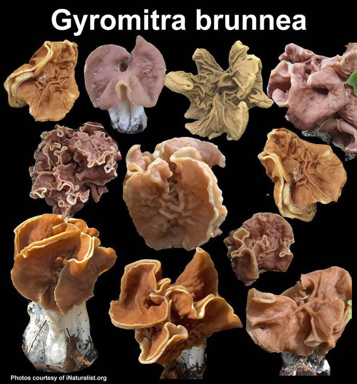 An infographic showing many variations of elephant ear mushrooms or Gyromitra brunnea. 