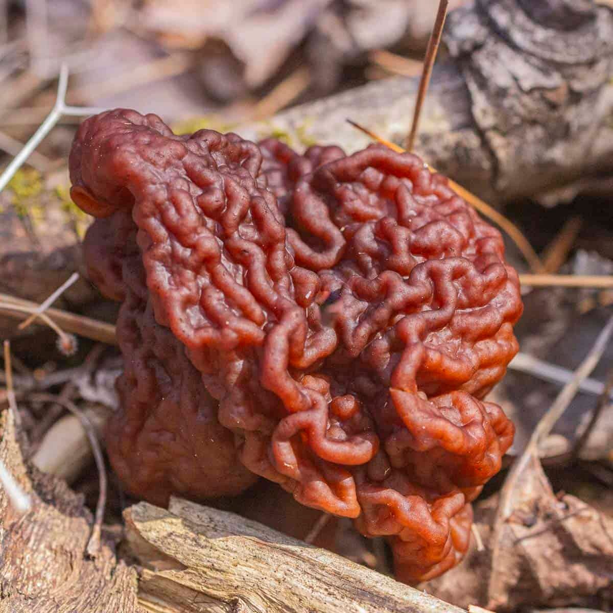 Gyromitra esculenta mushroom growing in the wood in the spring. 