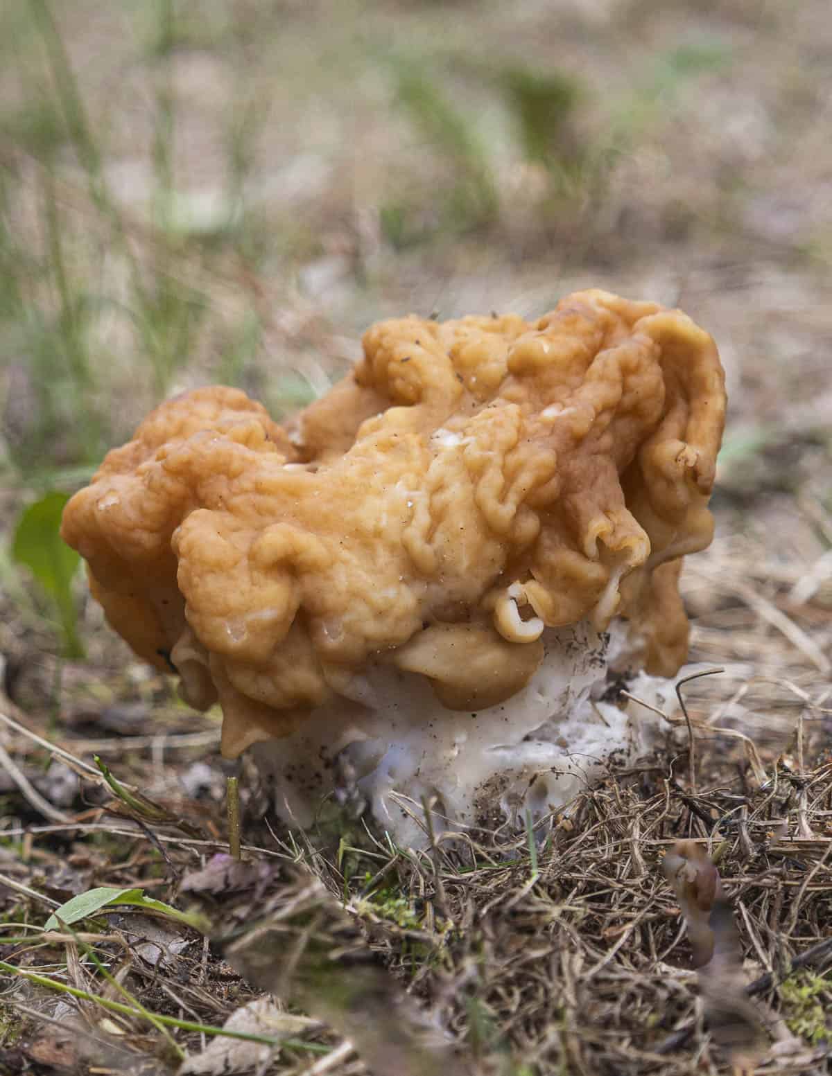 A Gyromitra korfii mushroom growing in a red pine forest in the spring surrounded by pine needles. 