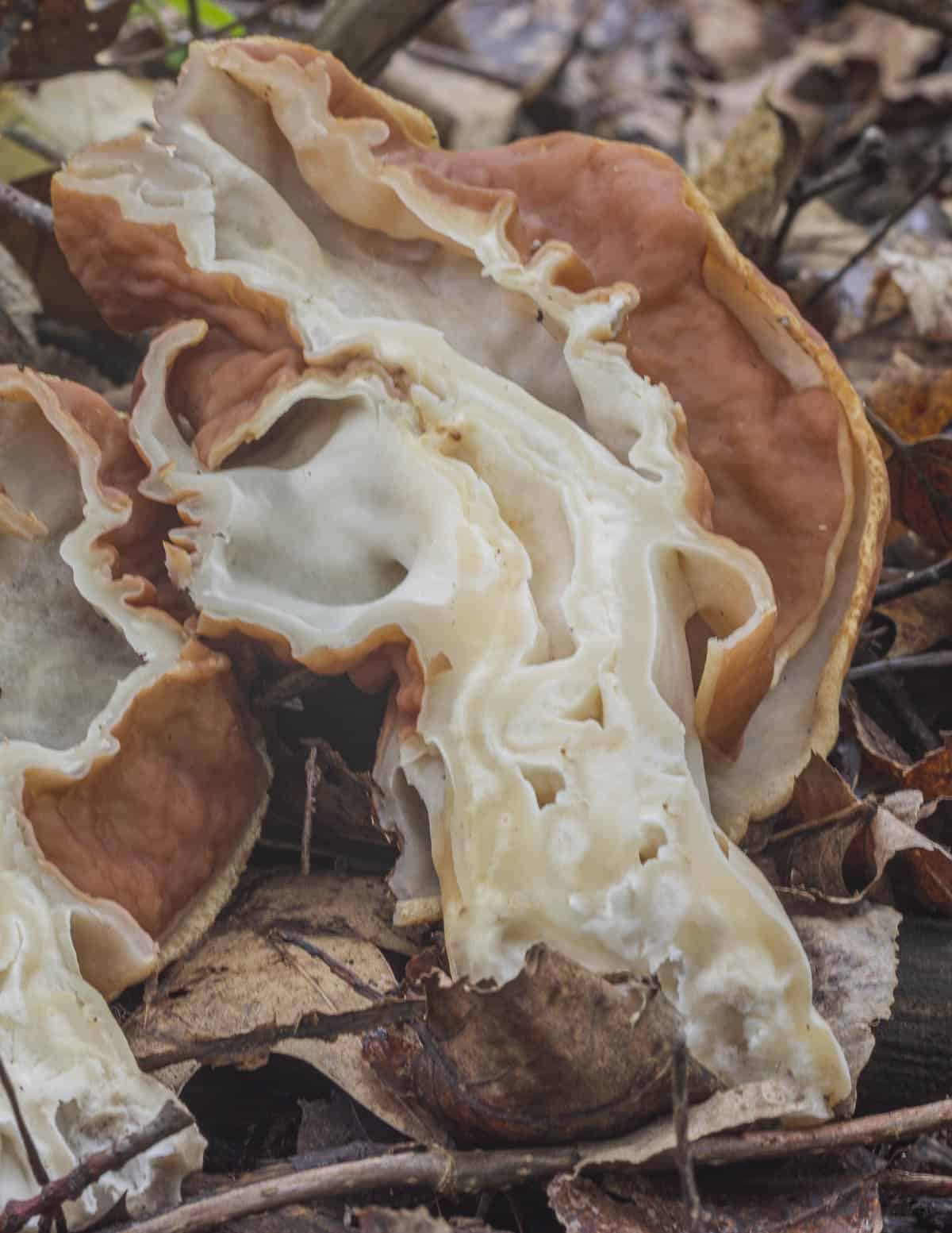 A Gyromitra brunnea cut in half to show the chambered inside and flesh with cottony white pith. 