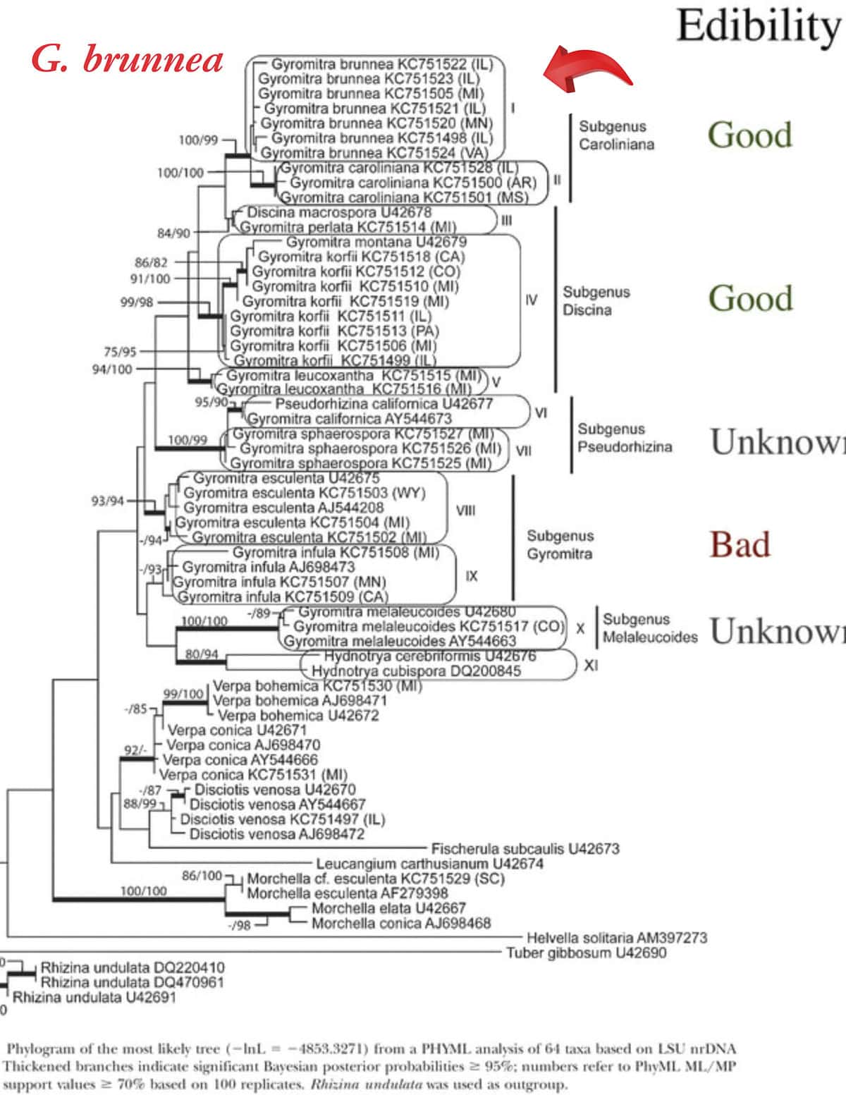 An infographic showing the levels of gyromitrin toxin in different gyromitra mushrooms from the Alden Study. 